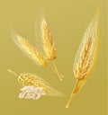 Set of ripe barley in many types Royalty Free Stock Photo