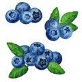 Set of ripe blueberries with leaves, watercolor