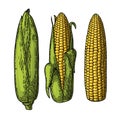 Set ripe cob of corn from the closed to the cleaned. Royalty Free Stock Photo