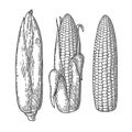 Set ripe cob of corn from the closed to the cleaned. Royalty Free Stock Photo