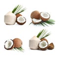 Set of ripe coconuts isolated Royalty Free Stock Photo