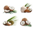 Set of ripe coconuts isolated Royalty Free Stock Photo
