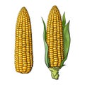 Set of ripe corn cobs