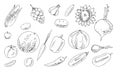 Set of ripe garden vegetable. Edible vegetable fruit. Hand drawing outline. Sketch isolated on a white background Royalty Free Stock Photo