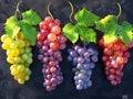 Set of ripe grapes with leaves in high resolution Royalty Free Stock Photo