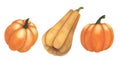 Set Ripe pumpkin watercolor isolated on white background. Autumn thanksgiving illustration. Art for design cards Royalty Free Stock Photo