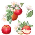 Set of ripe red apples and blooming apple tree flowers Royalty Free Stock Photo