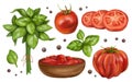 A set of ripe red tomatoes: vegetable fruits, slices, basil leaves, pepper, a plate of sauce. Digital illustration on a white Royalty Free Stock Photo