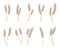 Set of ripe spikelets of wheat or rye. Set of elements, illustration