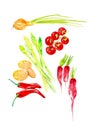 Set of ripe vegetables.Radishes with green tops,cherry tomatoes,asparagus,onions and potatoes. Watercolor illustration isolated on