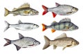 Set of river fish collection, isolated on white background. Royalty Free Stock Photo