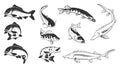 Set of river fish marks. River carp,