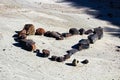 A set of rocks in the shape of a heart in the dried mud Royalty Free Stock Photo