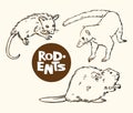 Set of rodents animals: opossum, nosuh and beaver