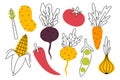 Set of root crops in doodle style. Collection of vegetables in a linear style. Vector illustration.