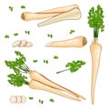 Set of root parsley for banners, flyers, posters, social media. Half root parsley and slices. Root parsley with leaves Royalty Free Stock Photo