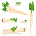 Set of root parsley for banners, flyers, posters, social media. Half root parsley and slices. Root parsley with leaves