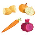 Set of root vegetables. Potato, onion, carrot groups and beet with greens. Cartoon simple design vector illustrations. Fresh farm