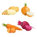 Set of root vegetables. Potato, onion, carrot groups and beet with half. Cartoon simple design vector illustrations. Fresh farm ve