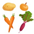 Set of root vegetables. Potato, onion, carrots group and beet with greens. Cartoon simple design vector illustrations. Fresh farm