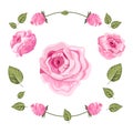 Set of rose buds and petals. Pink vector illustration.