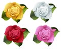 Set rose flower bud Royalty Free Stock Photo