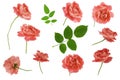 Set of rose flower head and green leaves isolated on white background with clipping path. Living coral