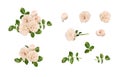 Set of rose flowers, buds, leaves and floral arrangements