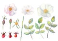 Set: rose hip flowers, leaves, fruits isolated on white background. Watercolor Botanical illustrations for design, print or Royalty Free Stock Photo