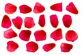 A set of rose petals. Red rose. Royalty Free Stock Photo
