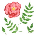 Set of rose ranunculus and branches with green leaves, herb