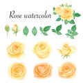 Set of rose watercolor elements. Flower, leaves, bud, botanic isolated on white background. Royalty Free Stock Photo