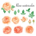 Set of rose watercolor elements. Flower, leaves, bud, botanic isolated on white background. Royalty Free Stock Photo