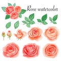 Set of rose watercolor elements. Flower, leaves, bud, botanic isolated on white background. Royalty Free Stock Photo