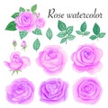 Set of rose watercolor elements. Flower, leaves, bud, botanic isolated on white background. Royalty Free Stock Photo