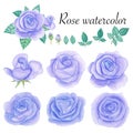 Set of rose watercolor elements. Flower, leaves, bud, botanic isolated on white background. Royalty Free Stock Photo