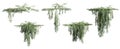 Set of Rosemarinus Officinalis creeper plant, vol. 2, isolated on white background.
