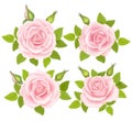 Set of Roses Flowers. Vector illustration