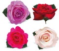 Set roses isolated on white background. Roses pink , purple , red , beige. 3d realistic flowers. Beautiful roses. Vector Royalty Free Stock Photo