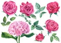 Set of roses, pink hydrangea, leaves, isolated white background, watercolor hand drawing, botanical illustration Royalty Free Stock Photo