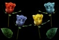 Set roses. Red, blue, yellow, turquoise flowers on isolated black background with clipping path. Closeup. no shadows. Buds of Royalty Free Stock Photo