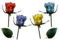 Set roses. Red, blue, yellow, turquoise flowers on isolated white background with clipping path. Closeup. no shadows. Buds of Royalty Free Stock Photo