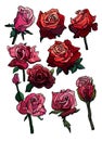 Set of roses  red  pink and orange flowers and buds  cartoon style   roses Royalty Free Stock Photo