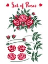 Set of roses, red rose and buds, green leaves on white background and example Royalty Free Stock Photo