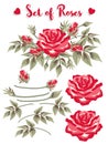 Set of roses, red rose and buds, green leaves on white background and example Royalty Free Stock Photo