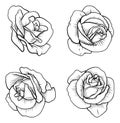 Set of Roses Rose Flowers in Vintage Woodcut Style Royalty Free Stock Photo