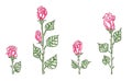 Set of roses and rosebuds, drawn by hand in pencil, illustration