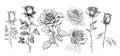 Set of roses sketch hand drawn in doodle style Vector illustration