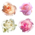 A set of roses on a white background. Isolated photo. Pink and white flower. Macro. Close up. Royalty Free Stock Photo