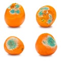 A set of rotten moldy oranges, tangerines isolated on white background. A photo of the growing mold. Food contamination, bad spoil